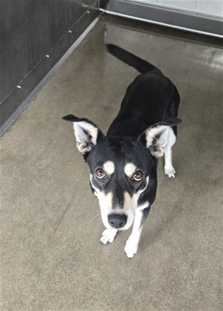 Shelter Stray Female Dog last seen WILSON X BASELINE, San Bernardino, CA 92401