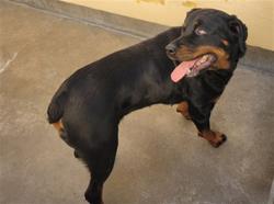 Shelter Stray Female Dog last seen , Chatsworth, CA 91311