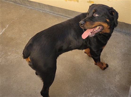 Shelter Stray Female Dog last seen , Chatsworth, CA 91311