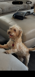 Reunited Male Dog last seen West Martin st, San Antonio, TX 78207