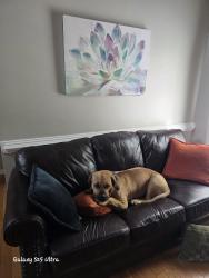 Reunited Female Dog last seen Near Ft bragg cemetery car mishap , Spring Lake, NC 28310