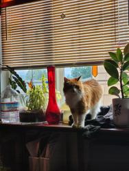 Reunited Female Cat last seen Ne 82nd and ne sandy blvd, Portland, OR 97220