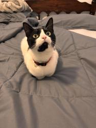 Lost Male Cat last seen Stuyvesant Ave., Trenton, NJ 08618
