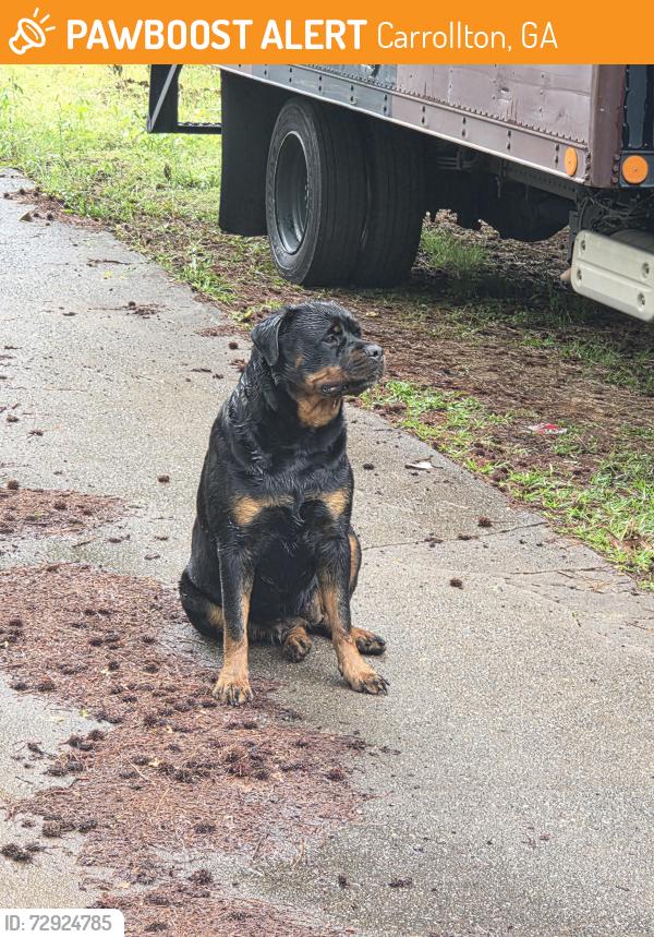 Found/Stray Male Dog last seen Cypress Cir subdivision , Carrollton, GA 30116