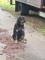 Found/Stray Male Dog last seen Cypress Cir subdivision , Carrollton, GA 30116