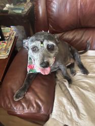 Lost Female Dog last seen Sunrise Manor West near SAC Park, Sunrise, FL 33323