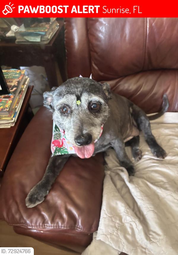 Lost Female Dog last seen Sunrise Manor West near SAC Park, Sunrise, FL 33323