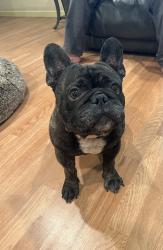 Reunited Male Dog last seen Wrangler Circle between West Lane Frontage Road and Tam O’Shanter Drive, Stockton, CA 95210