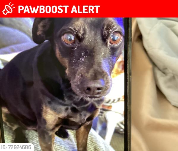 Lost Male Dog last seen Close to Nearest cross street Archibald, Rancho Cucamonga, CA 91730