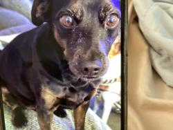 Lost Male Dog last seen Close to Nearest cross street Archibald, Rancho Cucamonga, CA 91730