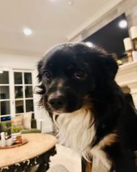 Reunited Male Dog last seen Wing Lake and 14 , Bloomfield Hills, MI 48301
