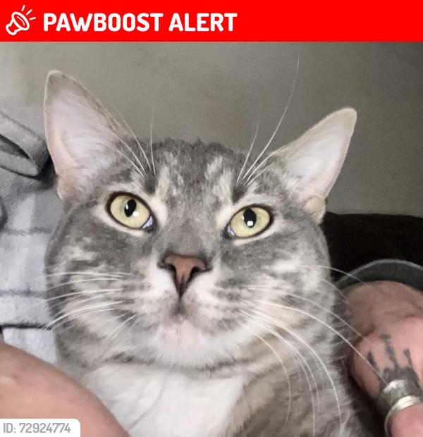 Lost Male Cat last seen David st & Marion, Greater Sudbury, ON P0M 1L0