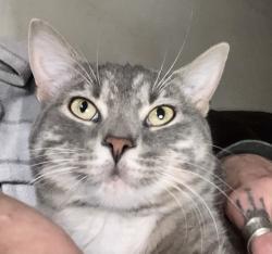 Lost Male Cat last seen David st & Marion, Greater Sudbury, ON P0M 1L0