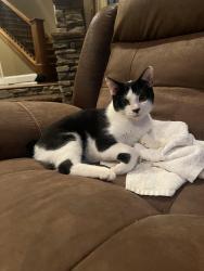 Lost Male Cat last seen Highway 11 and Highway 68 , Collinsville, AL 35961