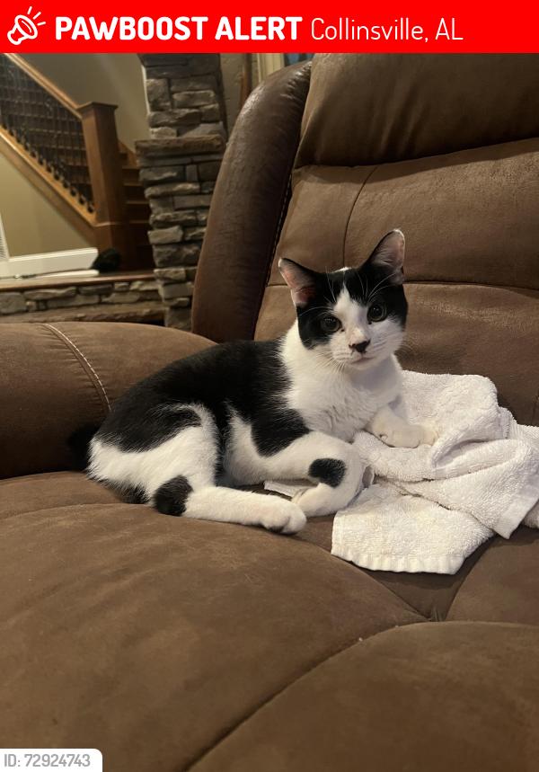 Lost Male Cat last seen Highway 11 and Highway 68 , Collinsville, AL 35961