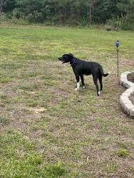 Found/Stray Female Dog last seen Farrell Rd, Sanford, NC 27330