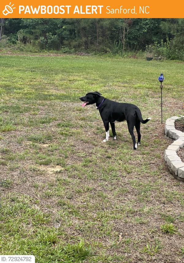 Found/Stray Female Dog last seen Farrell Rd, Sanford, NC 27330