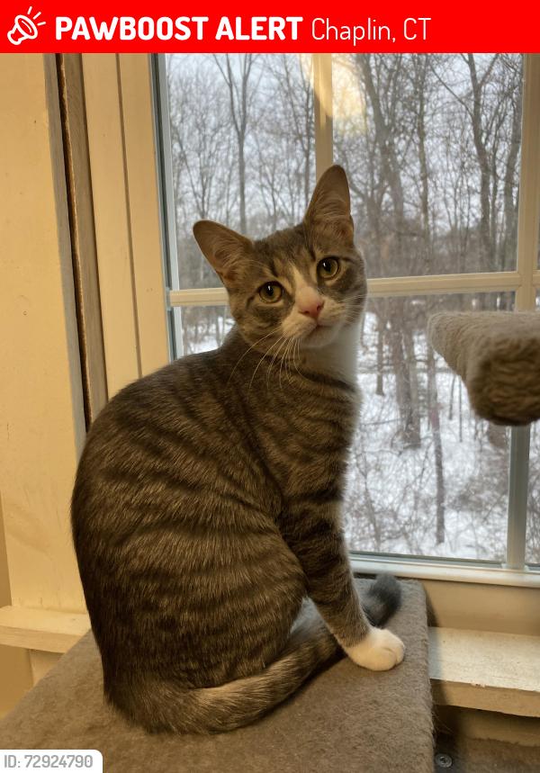 Lost Male Cat last seen Fire hse, Chaplin, CT 06235