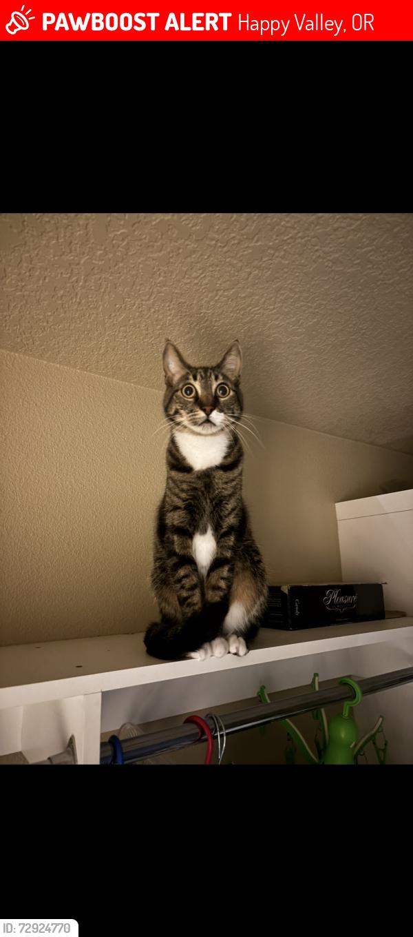 Lost Male Cat last seen SE Scott Park LN and Wyndham Way, Happy Valley, OR 97086