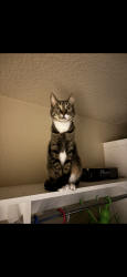 Lost Male Cat last seen SE Scott Park LN and Wyndham Way, Happy Valley, OR 97086