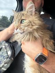 Reunited Unknown Cat last seen Camp Bow Wow, Cuyahoga Falls, OH 44221