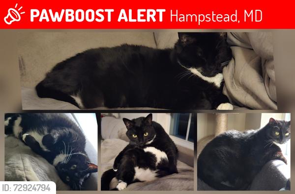 Lost Female Cat last seen Oxford, Shiloh and willow , Hampstead, MD 21074