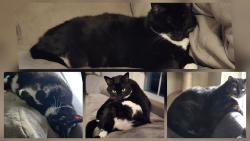 Lost Female Cat last seen Oxford, Shiloh and willow , Hampstead, MD 21074
