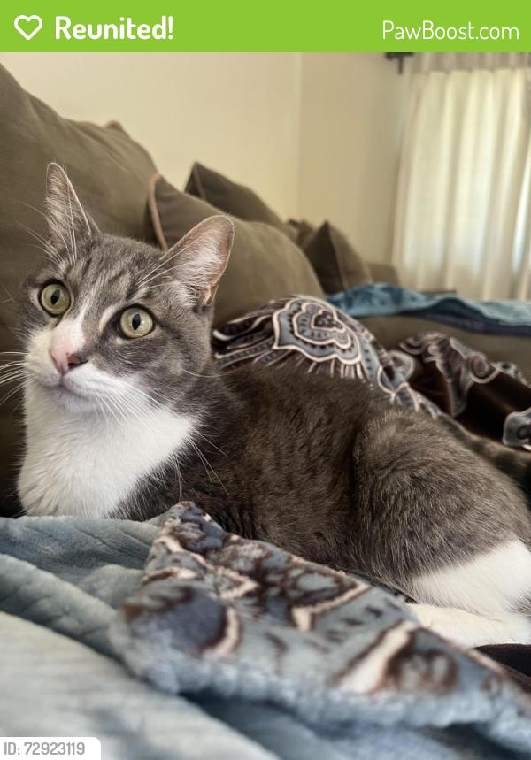 Reunited Male Cat last seen Lemming and Wilder, Lakewood, CA 90715