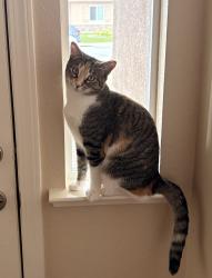 Reunited Female Cat last seen Stargell & DiMaggio , Galt, CA 95632