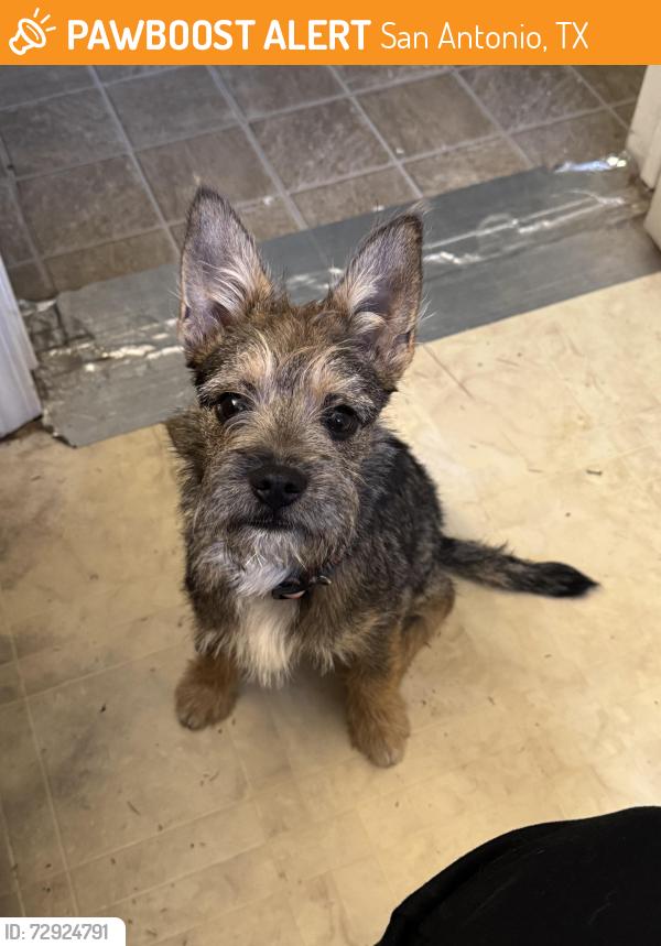 Found/Stray Male Dog last seen Pleasanton & Moursund Blvd, San Antonio, TX 78221