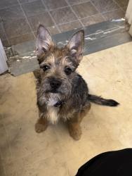 Found/Stray Male Dog last seen Pleasanton & Moursund Blvd, San Antonio, TX 78221