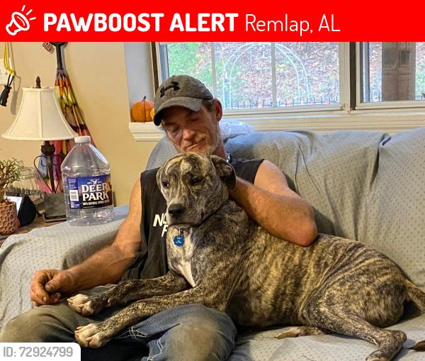 Lost Male Dog last seen Beaver creek rd 75 Hwy, Remlap, AL 35133