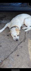 Lost Male Dog last seen Near sw 44th Street , Oklahoma City, OK 73109