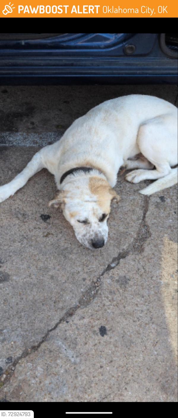 Lost Male Dog last seen Near sw 44th Street , Oklahoma City, OK 73109