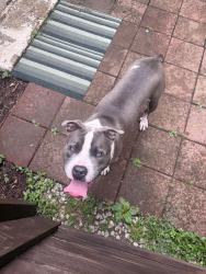 Found/Stray Male Dog last seen Neely’s Bend, Nashville, TN 37115