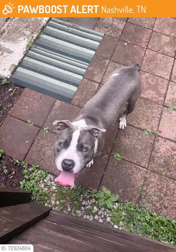 Found/Stray Male Dog last seen Neely’s Bend, Nashville, TN 37115