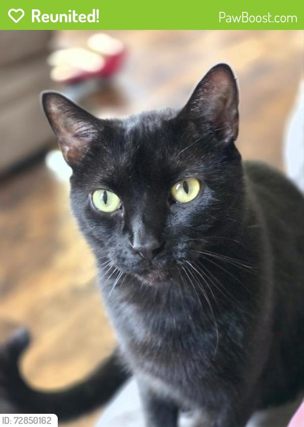Reunited Male Cat last seen 19th st, Canton, OH 44705