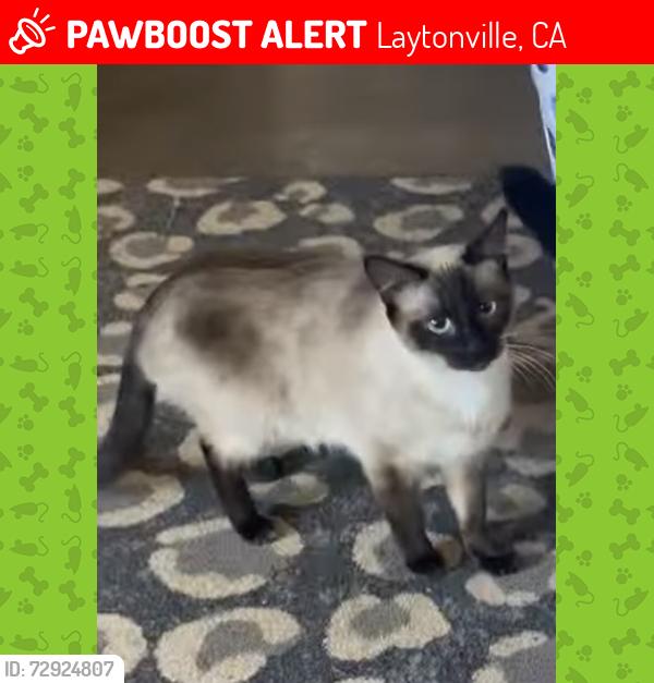 Lost Female Cat last seen North rd, Branscomb rd, Laytonville, CA 95454