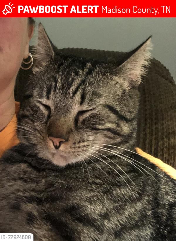 Lost Male Cat last seen Rocky Springs Rd, Madison County, TN 38313