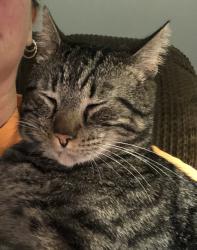 Lost Male Cat last seen Rocky Springs Rd, Madison County, TN 38313