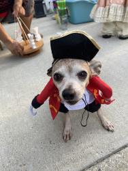 Reunited Male Dog last seen S 7th St, Milwaukee, WI, USA, Milwaukee, WI 53207
