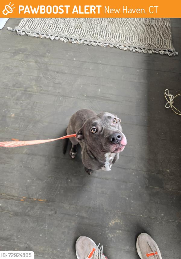 Found/Stray Female Dog last seen Albertus College , New Haven, CT 06511