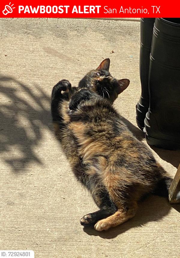 Lost Female Cat last seen Massin King and little Brook , San Antonio, TX 78260