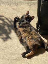 Lost Female Cat last seen Massin King and little Brook , San Antonio, TX 78260
