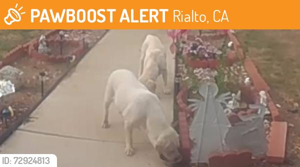 Found/Stray Unknown Dog last seen Walnut Ave and Sycamore, Rialto, Ca, Rialto, CA 92376
