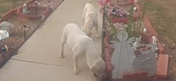 Found/Stray Unknown Dog last seen Walnut Ave and Sycamore, Rialto, Ca, Rialto, CA 92376