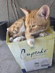 Reunited Male Cat last seen Near Iron point drive, San Jose, CA, San Jose, CA 95134