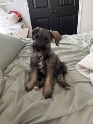 Found/Stray Unknown Dog last seen Grosenbacher Rd, in front of new construction neighborhood next to Remington Ranch, San Antonio, TX 78245