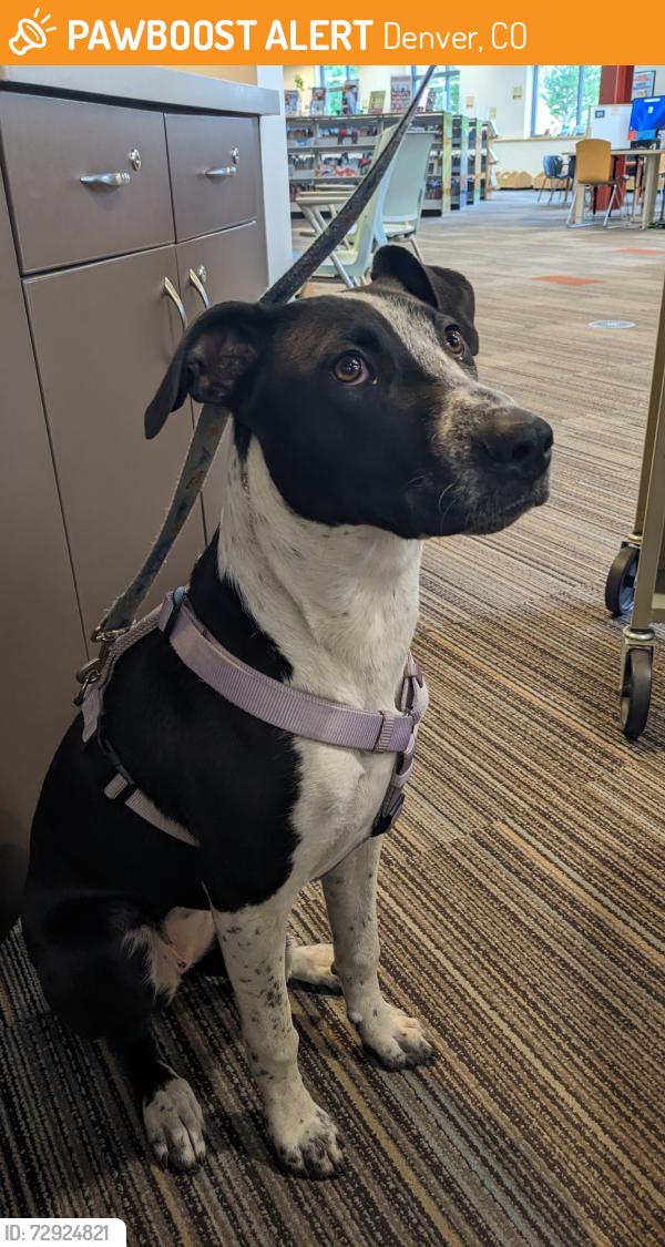 Found/Stray Female Dog last seen Roslyn St and 29th, Denver, CO 80238