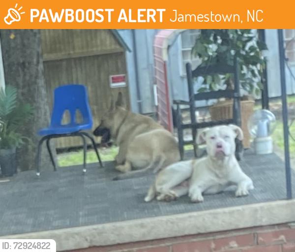 Found/Stray Unknown Dog last seen Near kivet dr , Jamestown, NC 27282